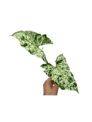 Syngonium Mottled Steckling