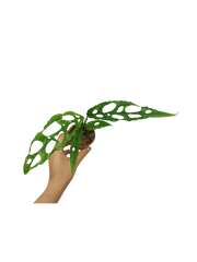 Monstera Obliqua Peru