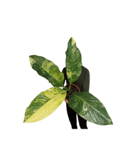 Dieffenbachia Big Ben Variegata