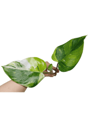Philodendron White Princess Aurea Tricolor Steckling