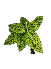 Dieffenbachia Reflector