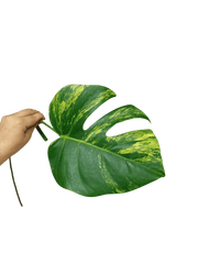 Monstera Aurea Stecklinge