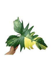 Philodendron Florida Beauty x Mayoi Variegata vergrünt