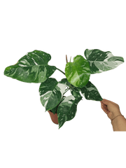 Philodendron White Princess