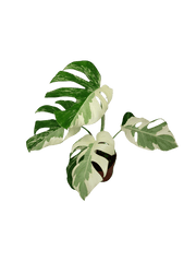 Monstera Ghost Variegata