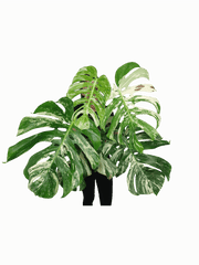 Monstera Variegata Adult