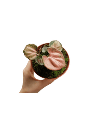 Syngonium Orm Nak