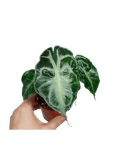 Alocasia Venom