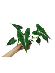 Alocasia Frydek Tattoo