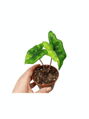Alocasia Jacklyn Aurea