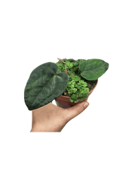 Anthurium Ace of Spades x Dressleri