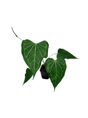 Anthurium Delta Force