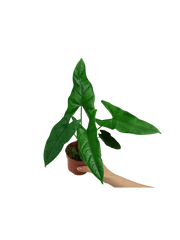 Alocasia Sulawesi Green Carpet