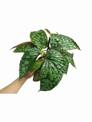 Begonia Lucifer
