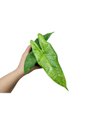 Alocasia Sulawesi Green Carpet Aurea