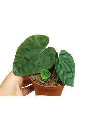 Anthurium Dressleri Pure