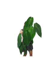 Anthurium Warocqueanum x Waterburyanum