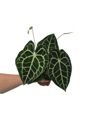 Anthurium Clarinervium