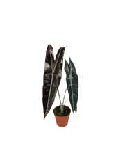 Alocasia Longiloba Purple