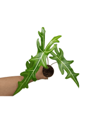 Alocasia Portei Aurea