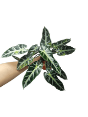 Alocasia Bambino Aurea