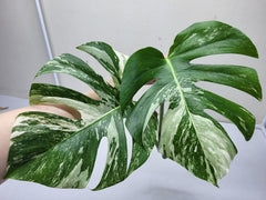 Monstera Variegata Steckling