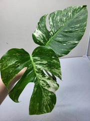 Monstera Variegata Steckling