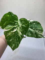 Monstera Variegata Steckling