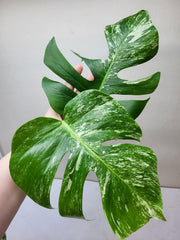 Monstera Variegata Steckling