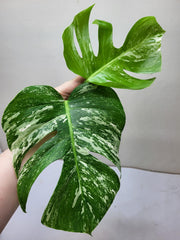 Monstera Variegata Steckling