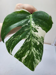 Monstera Variegata Steckling