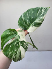 Monstera Variegata Steckling