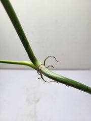 Philodendron Splendid Steckling