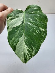 Monstera Variegata Steckling