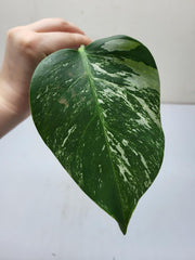 Monstera Variegata Steckling
