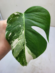 Monstera Variegata Steckling