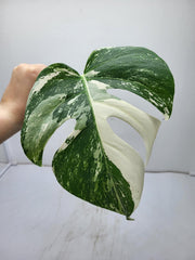 Monstera Variegata Steckling