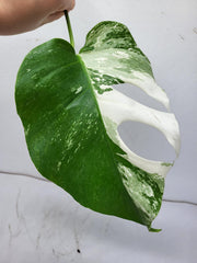 Monstera Variegata Steckling