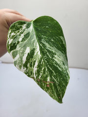 Monstera Variegata Steckling