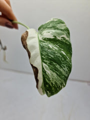 Monstera Variegata Steckling