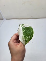 Monstera Variegata Steckling