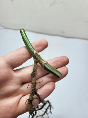 Monstera Variegata Steckling