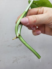 Epipremnum Pinnatum Variegata Steckling