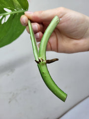 Epipremnum Pinnatum Variegata Steckling
