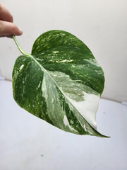 Monstera Variegata Steckling