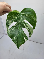 Monstera Variegata Steckling