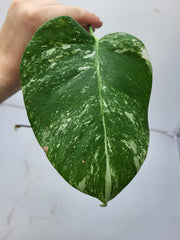 Monstera Variegata Steckling