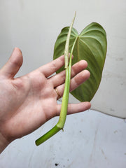 Philodendron Glorious Steckling