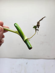 Philodendron Glorious Steckling