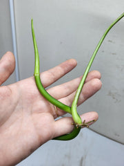 Philodendron Splendid Steckling